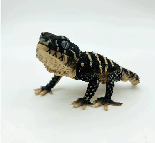 HENTEBENA 1PCS Ghost Knob-tailed Gecko & Armadillo Lizard 1/1 Scale Animal Model Figurine - Art Toy Gashapon