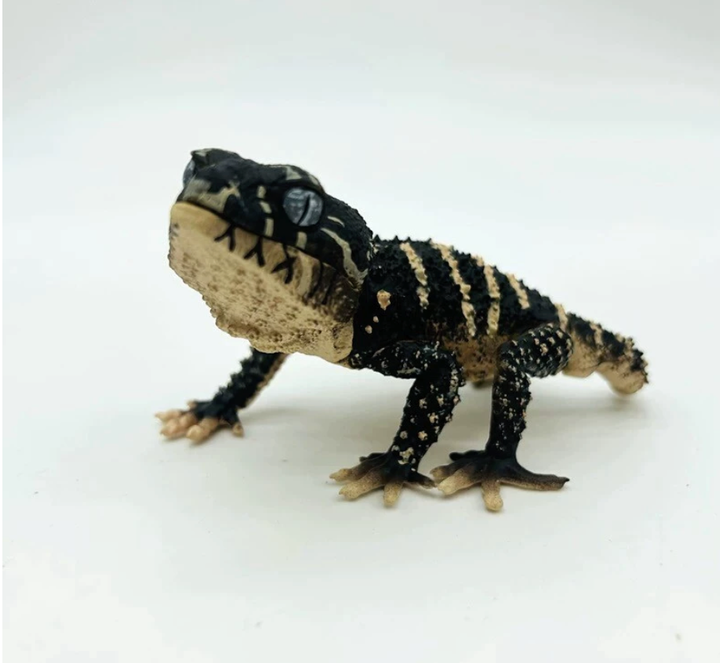 HENTEBENA 1PCS Ghost Knob-tailed Gecko & Armadillo Lizard 1/1 Scale Animal Model Figurine - Art Toy Gashapon